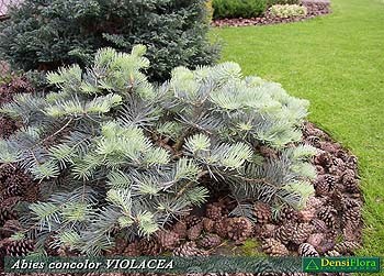 Abies concolor Violacea - jedľa srienistá Violacea