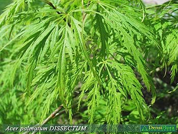 Acer palmatum Dissectum
