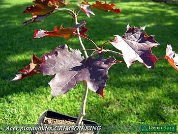 Acer platanoides Crimson King