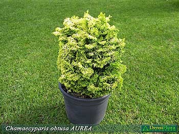 Chamaecyparis obtusa Aurea
