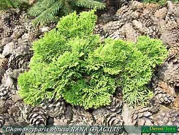 Chamaecyparis obtusa Nana Gracilis