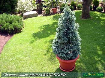Chamaecyparis pisifera Boulevard