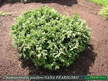 Chamaecyparis pisifera Pygmaea