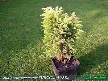 Juniperus communis Suecica Aurea