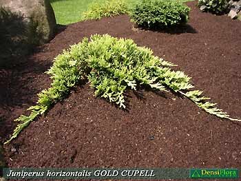 Juniperus horizontalis Golden Carpet