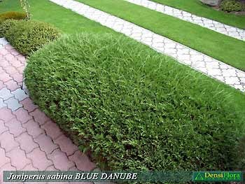 Juniperus sabina Blue Danube