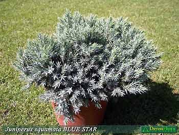 Juniperus squamata Blue Star
