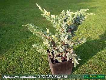 Juniperus squamata Golden Flame