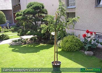 Larix kaempferi Diana