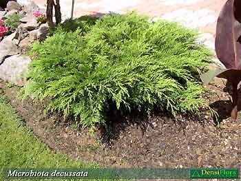 Microbiota decussata