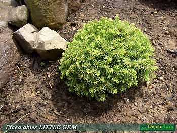 Picea abies Little Gem - smrek obyčajný Little Gem
