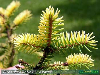 Picea abies Rakaťa - čarovník smreka obyčajného Rakaťa