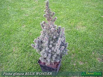 Picea glauca Blue Wonder