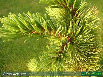 Pinus aristata - borovica ostitá