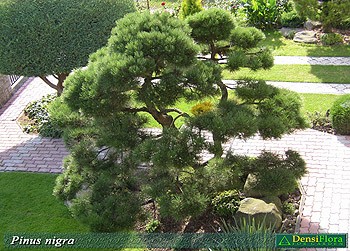 Pinus nigra Nana - borovica čierna Nana