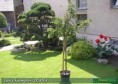 Larix kaempferi Diana