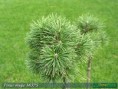 Pinus mugo Mops - borovica horská Mops