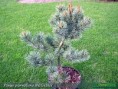 Pinus parviflora Negishi - borovica malokvetá Negishi