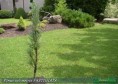 Pinus sylvestris Fastigiata  - borovica lesná Fastigiáta